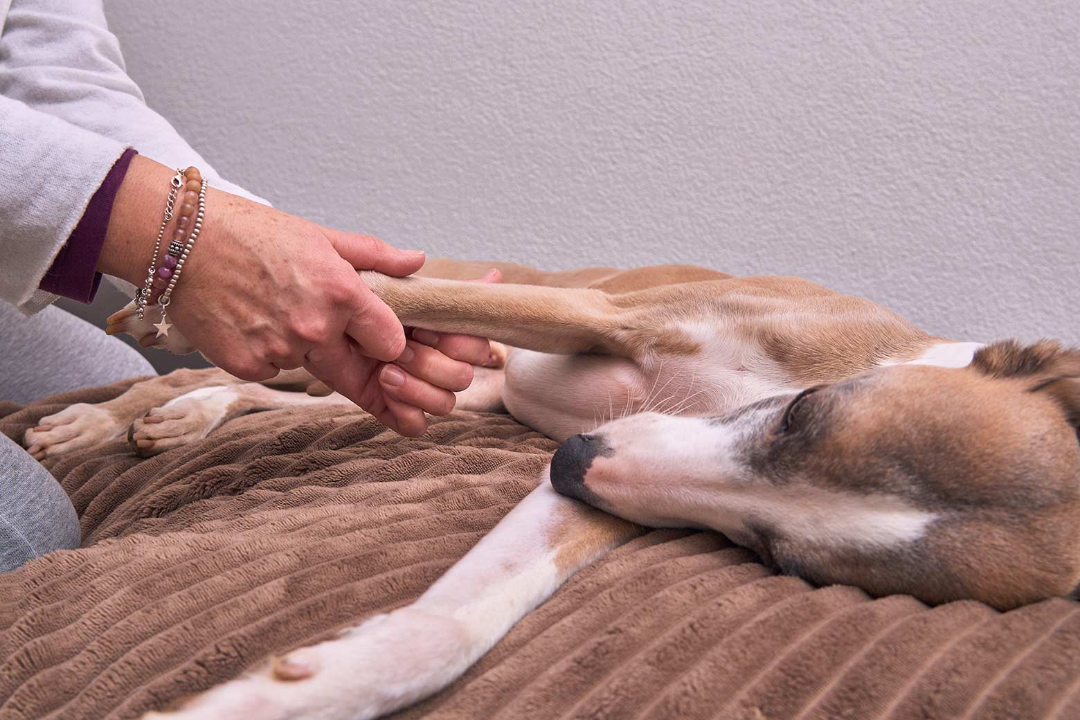 Massagekurs für Hunde und Katzen